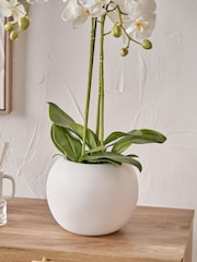 Pacific Lifestyle Green Tall White Orchid in Medium Pot - Image 3 of 5