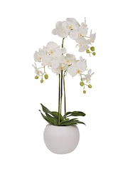 Pacific Lifestyle Green Tall White Orchid in Medium Pot - Image 4 of 5