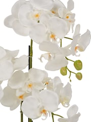 Pacific Lifestyle Green Tall White Orchid in Medium Pot - Image 5 of 5