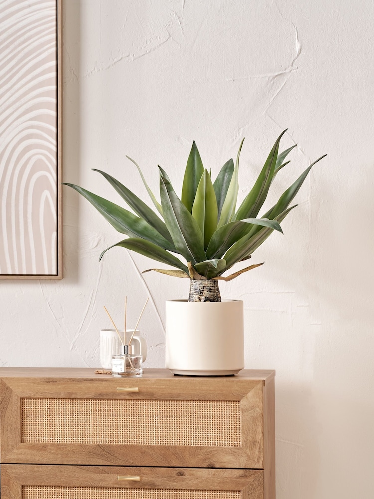 Pacific Lifestyle Green Agave Plant in Pot - Image 1 of 6
