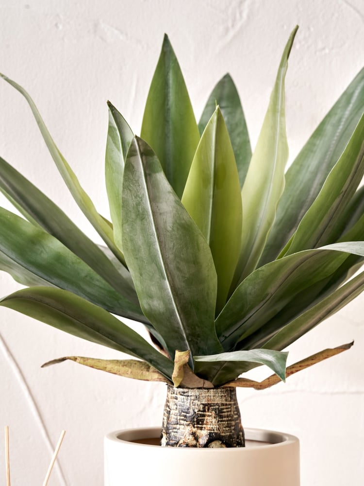 Pacific Lifestyle Green Agave Plant in Pot - Image 2 of 6