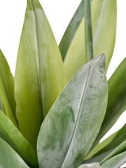 Pacific Lifestyle Green Agave Plant in Pot - Image 5 of 6