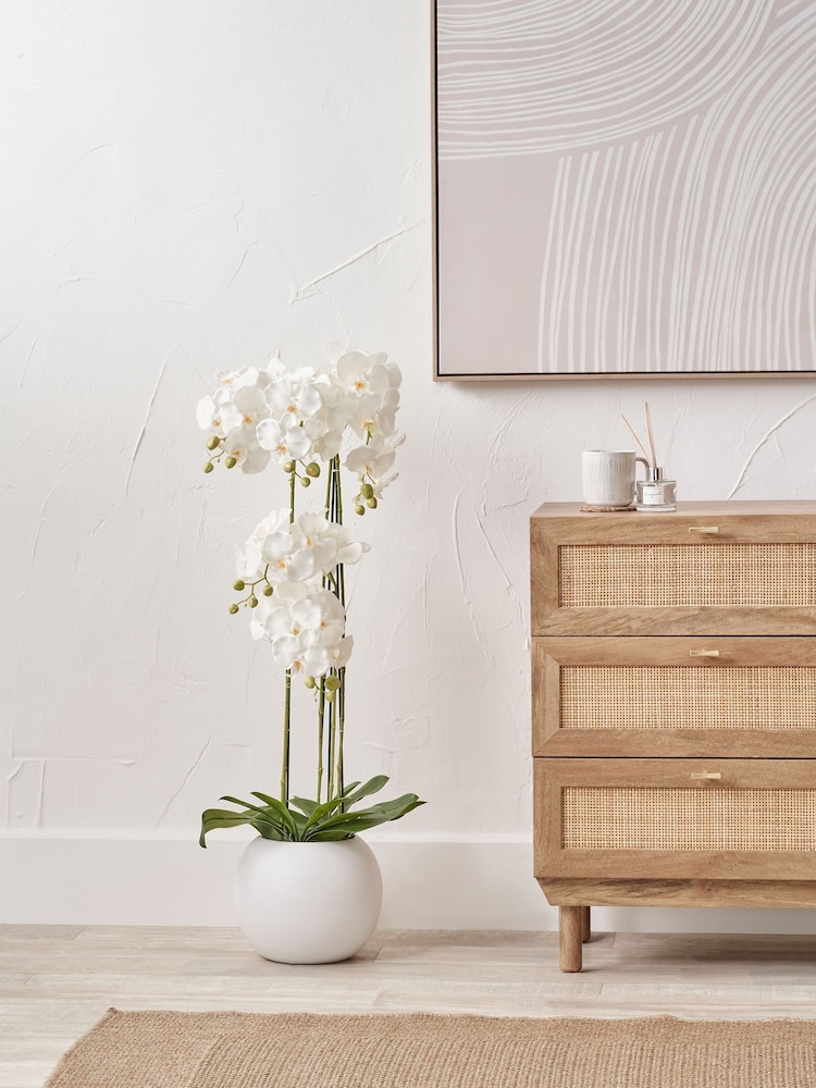 Pacific Lifestyle Green Tall White Orchid in Large Pot - Image 1 of 5