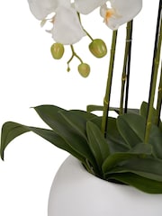 Pacific Lifestyle Green Tall White Orchid in Large Pot - Image 5 of 5