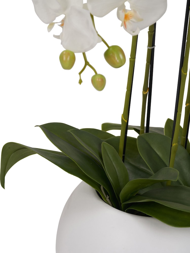 Pacific Lifestyle Green Tall White Orchid in Large Pot - Image 5 of 5