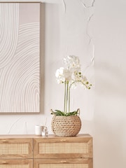 Pacific Lifestyle Green Tall White Orchid In Moss Medium Pot - Image 1 of 6