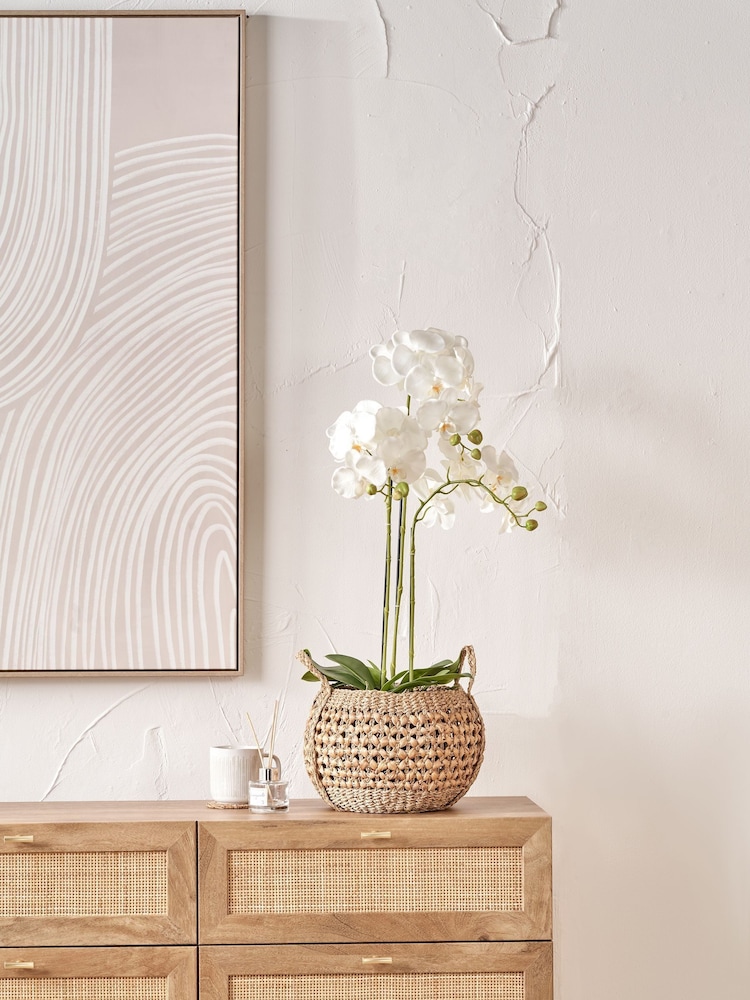 Pacific Lifestyle Green Tall White Orchid In Moss Medium Pot - Image 1 of 6