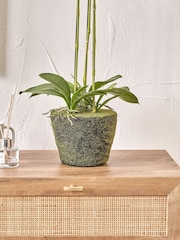 Pacific Lifestyle Green Tall White Orchid In Moss Medium Pot - Image 2 of 6
