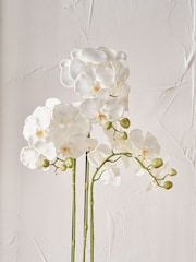 Pacific Lifestyle Green Tall White Orchid In Moss Medium Pot - Image 3 of 6