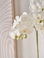 Pacific Lifestyle Green Tall White Orchid In Moss Medium Pot - Image 4 of 6