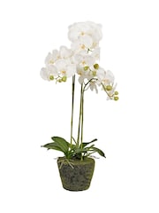 Pacific Lifestyle Green Tall White Orchid In Moss Medium Pot - Image 5 of 6