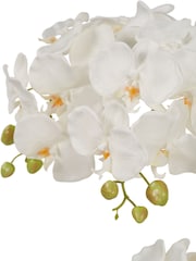 Pacific Lifestyle Green Tall White Orchid In Moss Medium Pot - Image 6 of 6