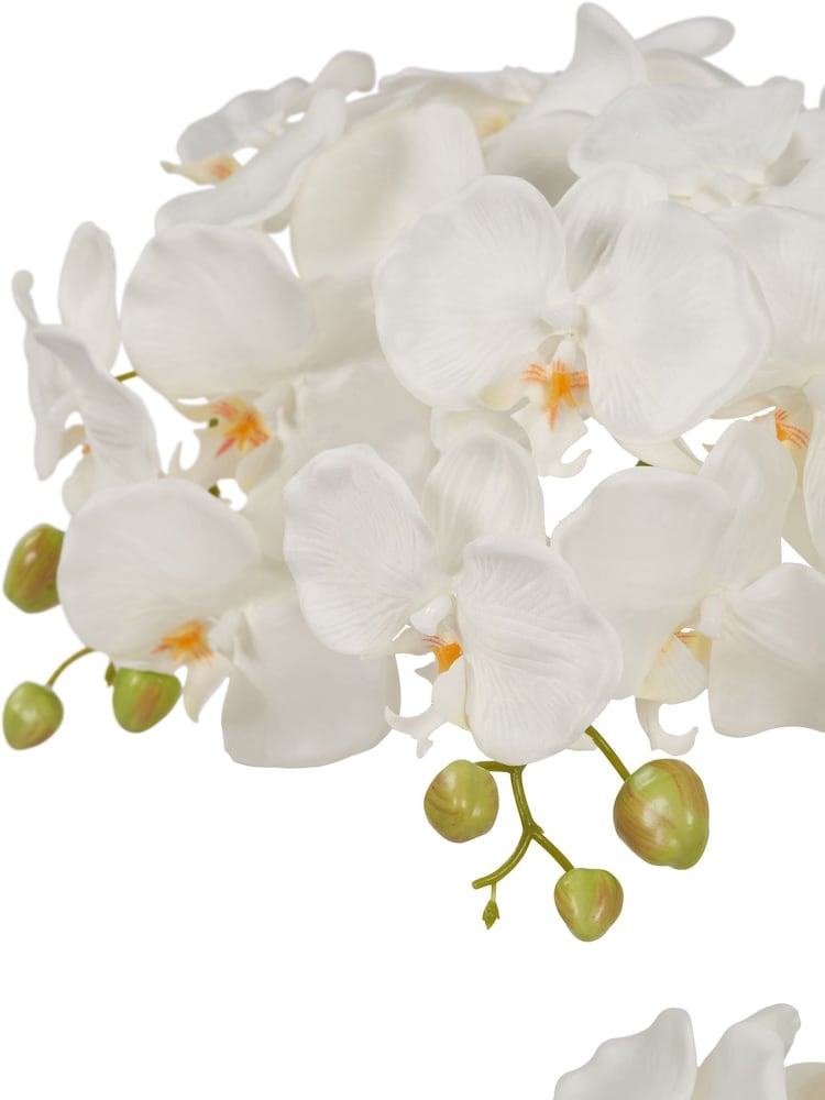 Pacific Lifestyle Green Tall White Orchid In Moss Medium Pot - Image 6 of 6