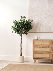 Pacific Lifestyle Green Bay Tree in Pot - Image 1 of 6