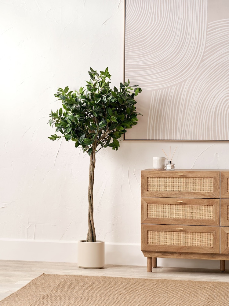 Pacific Lifestyle Green Bay Tree in Pot - Image 1 of 6