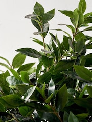 Pacific Lifestyle Green Bay Tree in Pot - Image 2 of 6