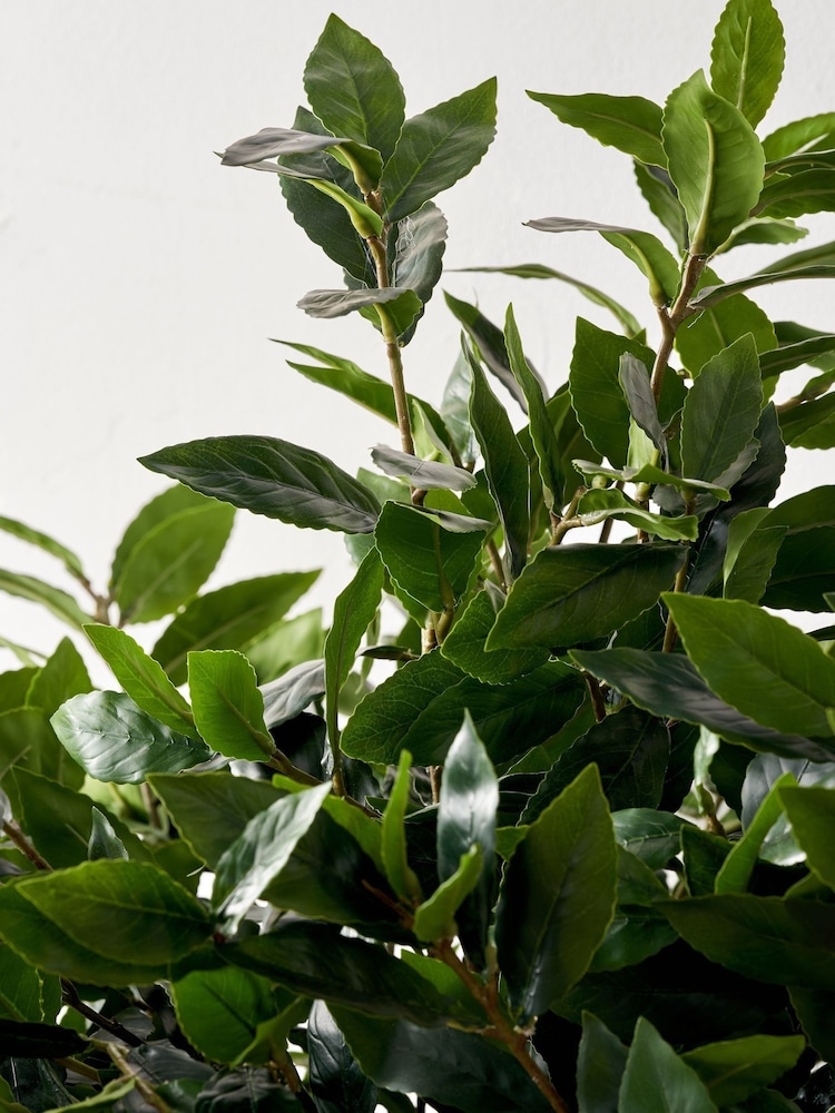 Pacific Lifestyle Green Bay Tree in Pot - Image 2 of 6