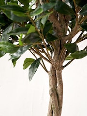 Pacific Lifestyle Green Bay Tree in Pot - Image 3 of 6