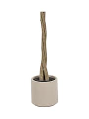 Pacific Lifestyle Green Bay Tree in Pot - Image 5 of 6