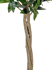 Pacific Lifestyle Green Bay Tree in Pot - Image 6 of 6