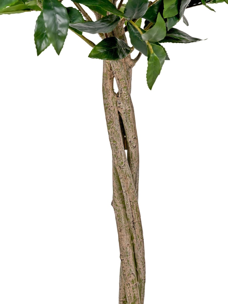 Pacific Lifestyle Green Bay Tree in Pot - Image 6 of 6