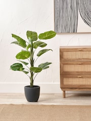 Pacific Lifestyle Green Elephant Ear Plant in Pot - Image 1 of 6