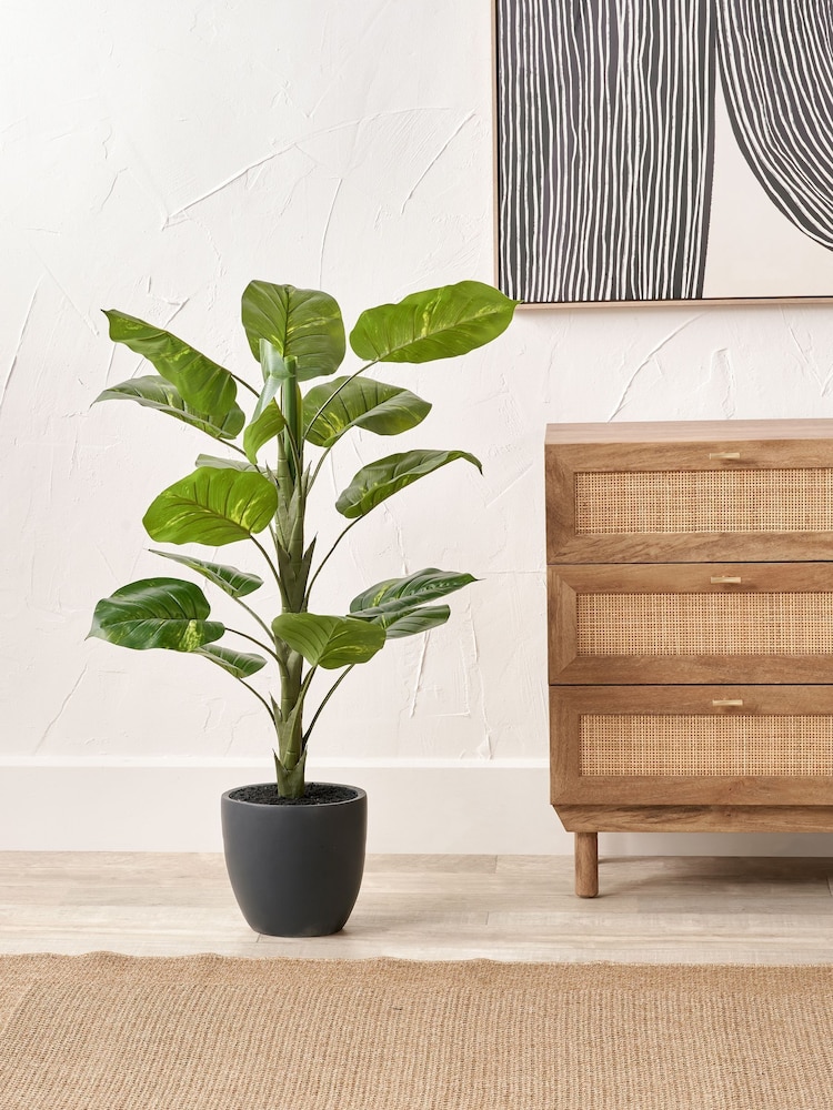 Pacific Lifestyle Green Elephant Ear Plant in Pot - Image 1 of 6