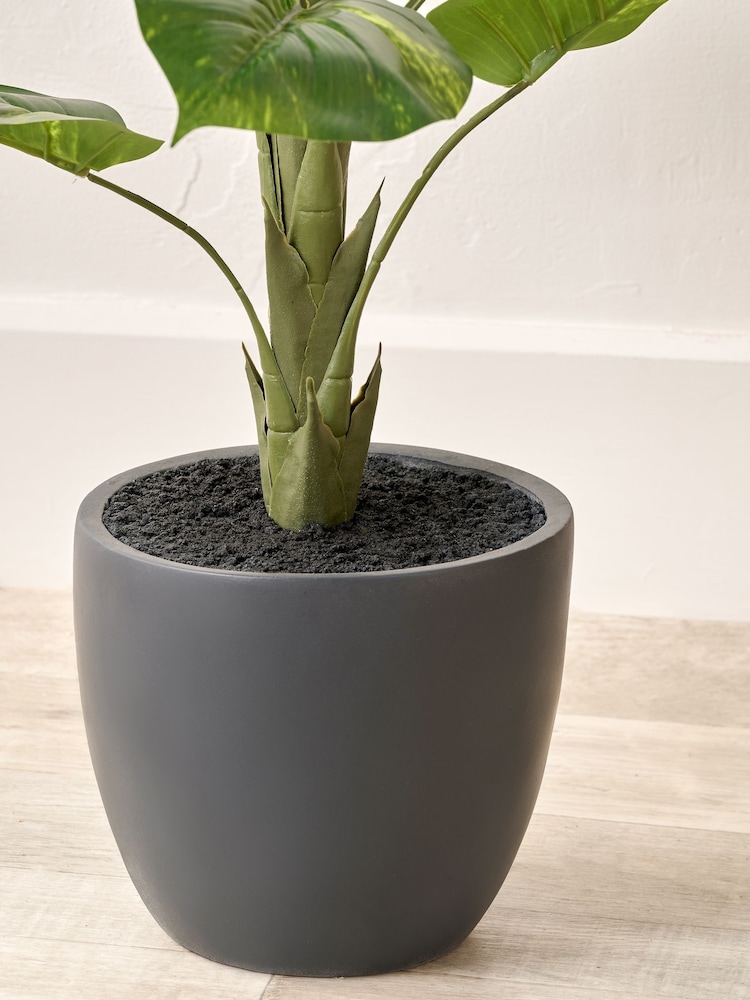 Pacific Lifestyle Green Elephant Ear Plant in Pot - Image 2 of 6