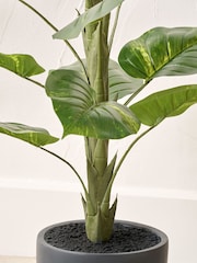 Pacific Lifestyle Green Elephant Ear Plant in Pot - Image 3 of 6