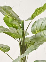 Pacific Lifestyle Green Elephant Ear Plant in Pot - Image 4 of 6