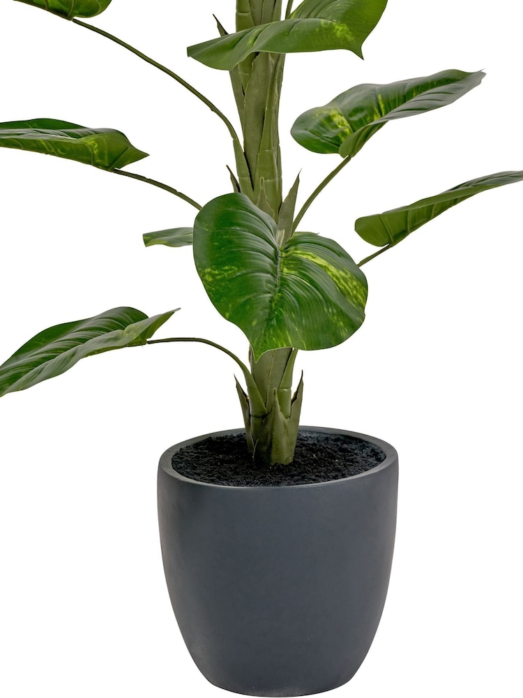 Pacific Lifestyle Green Elephant Ear Plant in Pot - Image 6 of 6