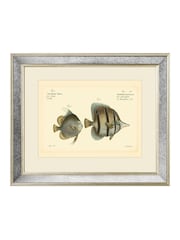 Brookpace Lascelles Cream Mirror Hand Made in UK 'Bloch Antique Fish III in Antique Gold Toned Mirrored Frame  40 x 50cm Wall Art - Image 2 of 4