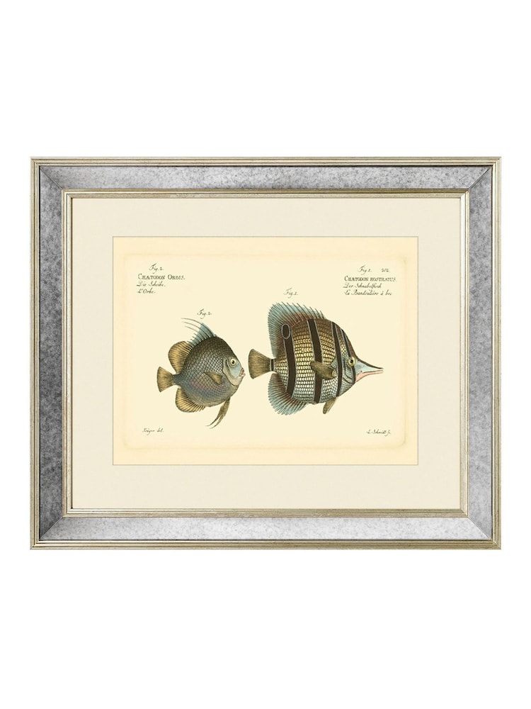 Brookpace Lascelles Cream Mirror Hand Made in UK 'Bloch Antique Fish III in Antique Gold Toned Mirrored Frame  40 x 50cm Wall Art - Image 2 of 4