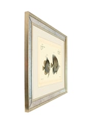 Brookpace Lascelles Cream Mirror Hand Made in UK 'Bloch Antique Fish III in Antique Gold Toned Mirrored Frame  40 x 50cm Wall Art - Image 3 of 4
