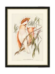 Brookpace Lascelles Multi Black Hand made in UK Leadbeaters Cockatoo by Elizabeth Gould in a Slim Frame with Antique Champagne Silver Inner Bezel  40 x 50 - Image 2 of 4
