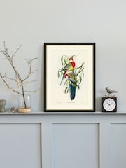 Brookpace Lascelles Multi Black Hand made in UK Rosehill Parakeet by Elizabeth Gould In A Slim Frame With Antique Champagne Silver Inner Bezel 40 X 50 - Image 1 of 4