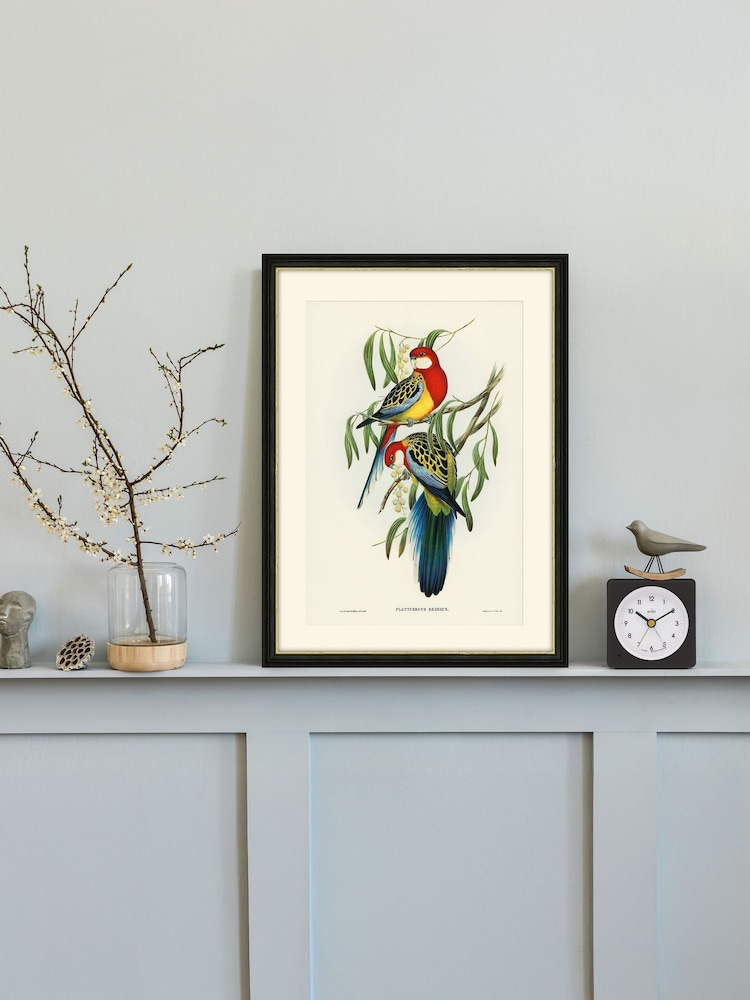 Brookpace Lascelles Multi Black Hand made in UK Rosehill Parakeet by Elizabeth Gould In A Slim Frame With Antique Champagne Silver Inner Bezel 40 X 50 - Image 1 of 4
