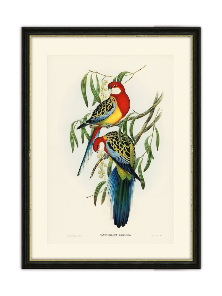 Brookpace Lascelles Multi Black Hand made in UK Rosehill Parakeet by Elizabeth Gould In A Slim Frame With Antique Champagne Silver Inner Bezel 40 X 50 - Image 2 of 4