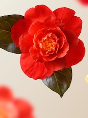 Rituals Intense Hair Oil 45ml - Image 5 of 5