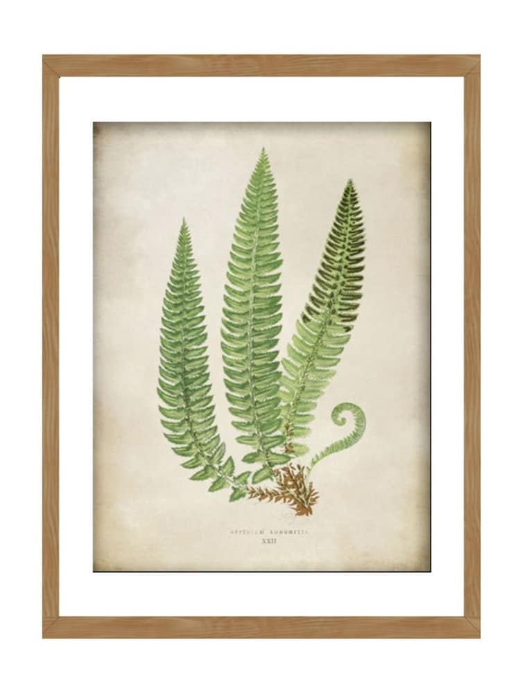 Graham & Brown Green Aspidium Lonchitis Wood Frame - Image 2 of 4
