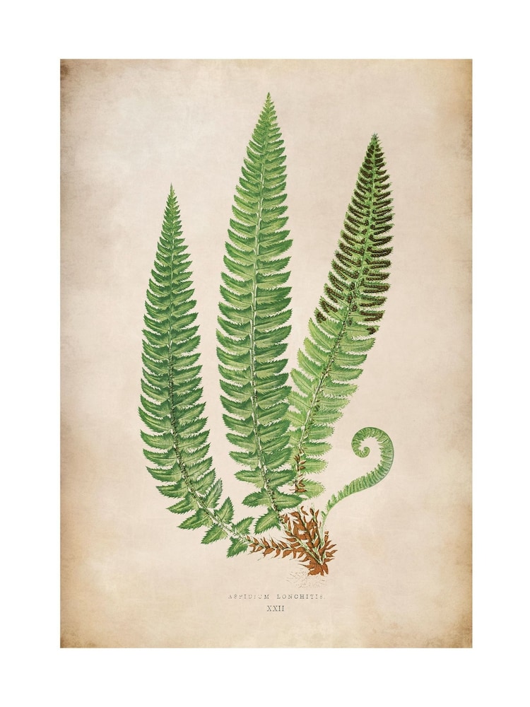 Graham & Brown Green Aspidium Lonchitis Wood Frame - Image 4 of 4