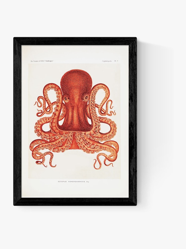 East End Prints Black Octopus Wall Art Print by Natural History Museum - Image 2 of 2
