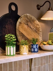 FatFace Set of 3 Multi Artificial Succulents - Image 1 of 5