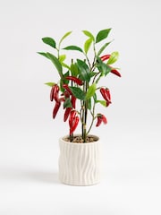 Scottish Everlastings Ltd Green Artificial Chilli Plant in Ceramic Pot - Image 3 of 6