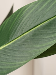 Scottish Everlastings Ltd Green Artificial Bird of Paradise Tree - Image 2 of 6