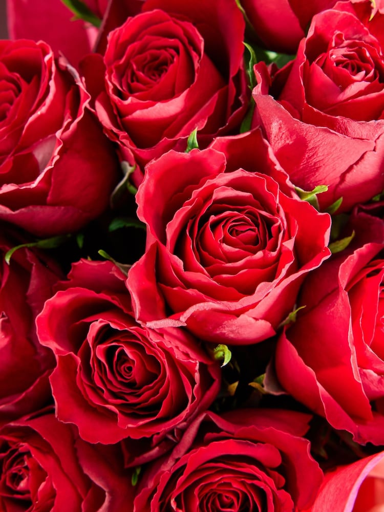 Red Valentine's 12 Roses Fresh Flower Bouquet - Image 4 of 4