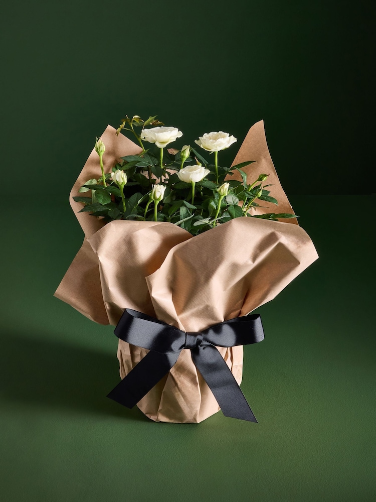 White Rose Gift Wrapped Real Plant - Image 1 of 4