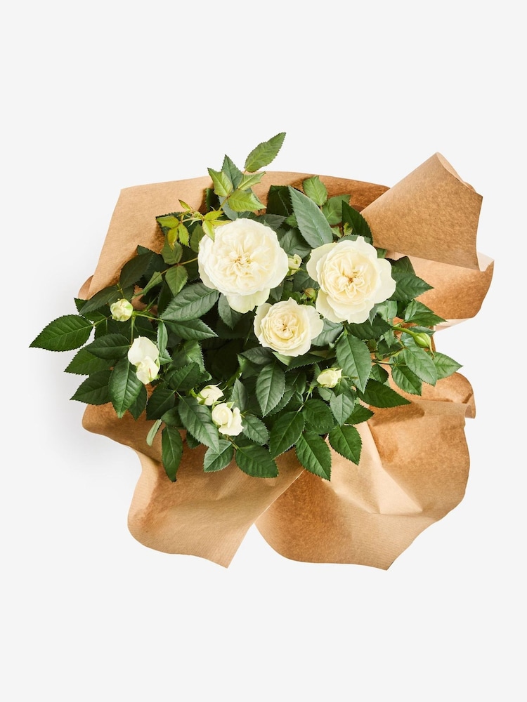 White Rose Gift Wrapped Real Plant - Image 4 of 4