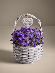 Purple Mothers Day Campanulas Real Plant in a Basket - Image 1 of 3