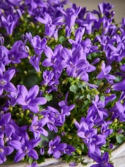 Purple Mothers Day Campanulas Real Plant in a Basket - Image 2 of 3